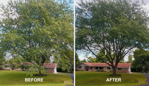 Tree Trimming in New Berlin, WI | Dan’s Tree Service, Inc.