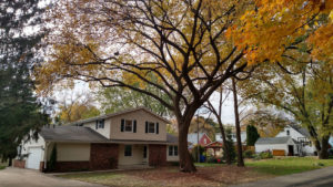 Dan's Tree Removal Service show's Elm trim after removal in Brookfield, Wi
