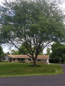 Dan's Tree Removal Service shows Locust Trim after removal in Waukesha, WI