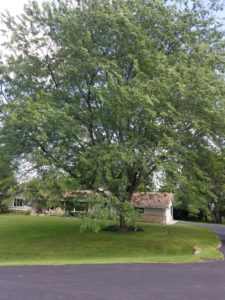 Dan's Tree Removal prepares for large locust trim in Waukesha, WI.