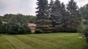 Dan's Tree Service portrays Spruce Tree removal before install in Elm Grove, WI