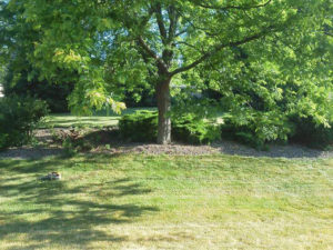 Dan's Tree Service trimmed photo of landscape before install in Brookfield, WI