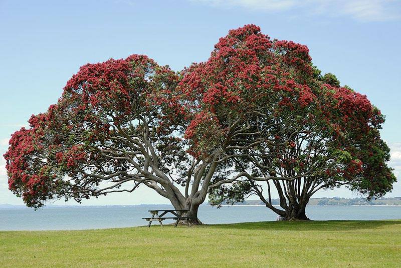 Tree Removal Sunshine Coast