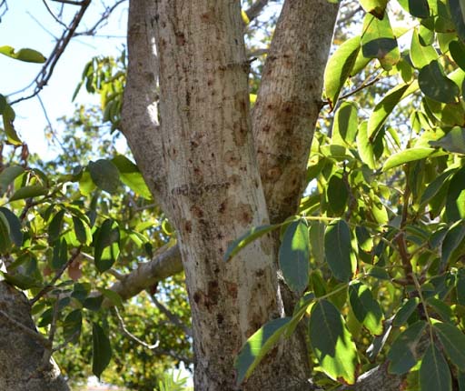 Local Tree Diseases