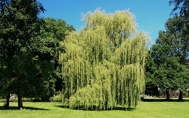Fast Growing Weeping Willow Tree