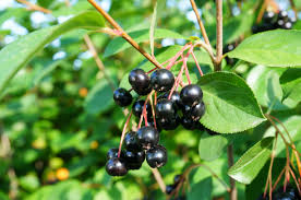 Black Chokeberry Plant