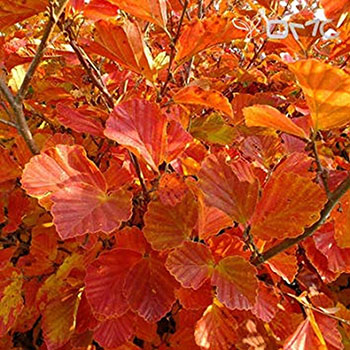 Red-Orange Flowers of the Vernal Witchhazel