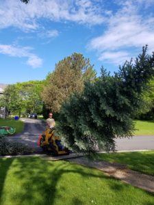 Dan's Tree Removal Service removes pine tree in Waukesha, WI