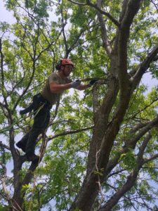 Dan's Tree Removal Service's saw down branches in Brookfield, WI.