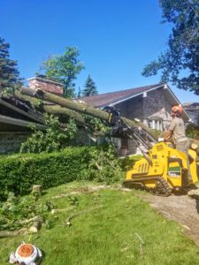 Dan's Tree Removal Service's remove large branches in Pewaukee, WI