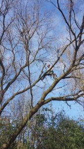 Dan's Tree Removal Service's performs high risk branch removal in Brookfield, WI
