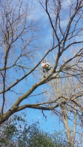 Dan's Tree Removal Services performs high risk tree removal in Pewaukee, WI