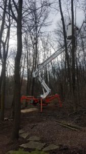 Dan's Tree Service remove tree using forklift in Brookfield, WI