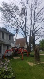 Dan's Tree Service removes large tree in Waukesha, Wi