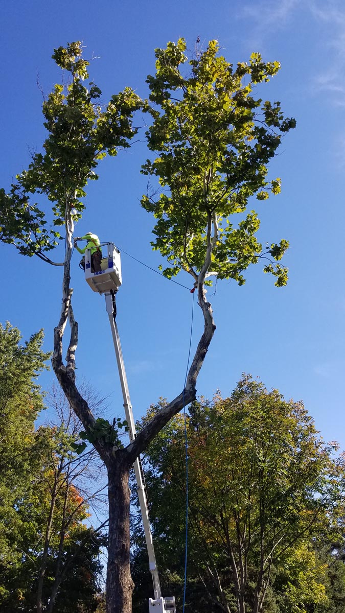 tree trimming services Dan's Tree