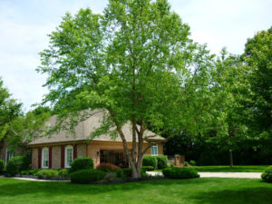 Dan's Tree Service after shot of trimmed Birch in Brookfield, WI
