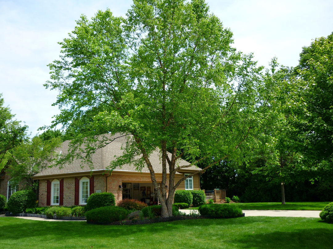 after tree trimming done