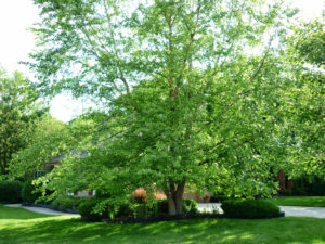 Dan's Tree Service before trim photo of Birch in Brookfield, WI