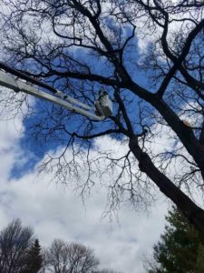 Dan's Tree Service reaching high to remove tree in Waukesha, WI.