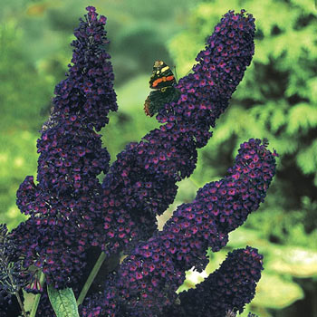 butterfly bush