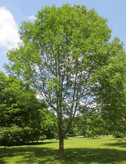 white ash tree