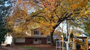 Dan's Tree Removal Service shows elm tree prior to trim in Brookfield, WI.