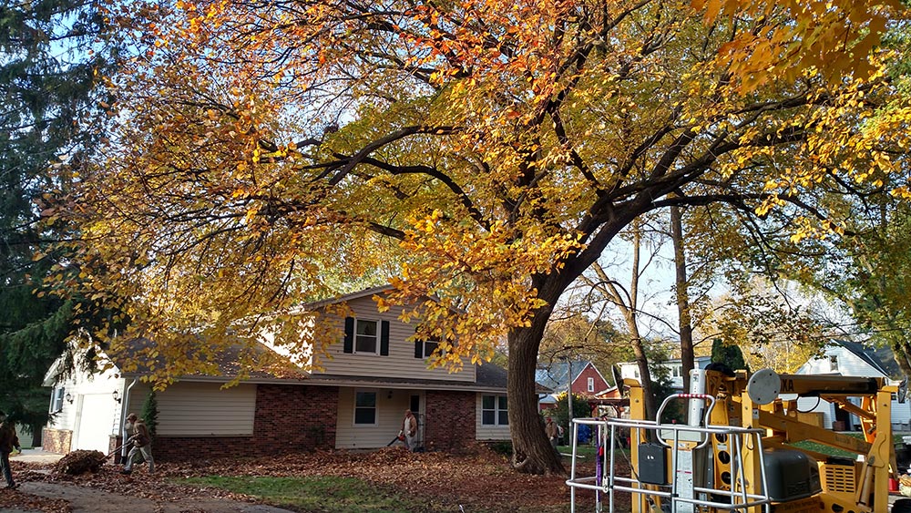 before tree trimming dan's tree