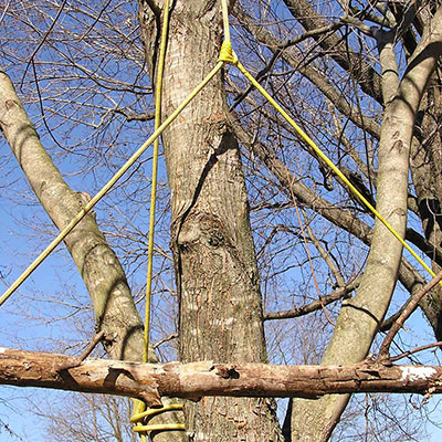 Tree Rigging Experts