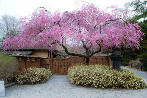 pink weeping cherry tree