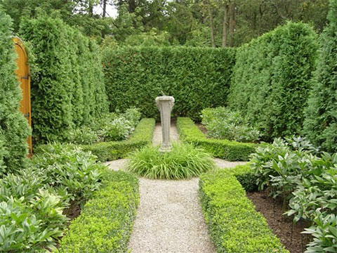 privacy evergreen garden