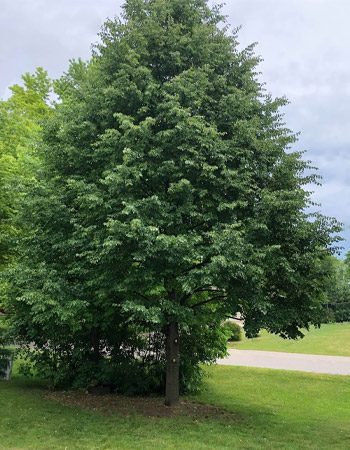 Evergreen Trimming