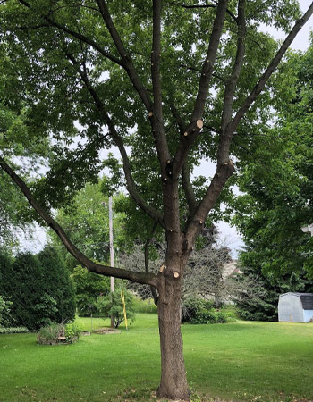 Professional Tree Pruning