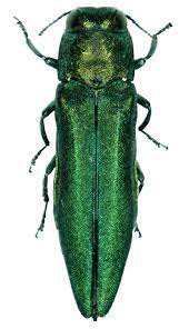 Tree Pest - Ash Borer