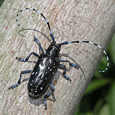 Tree Pest - Asian Longhorned Beetle