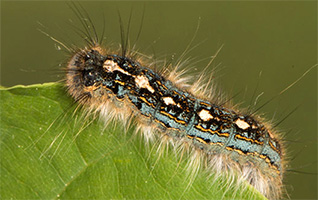 Tree Pest - Forest Tent Caterpillar