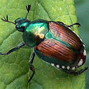 Tree Pest - Japanese Beetle