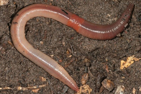 Tree Pest - Jumping Worms