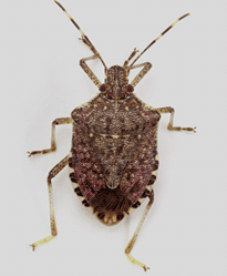 Tree Pest - Stink Bug