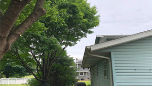 Tree Pruning Over Roof