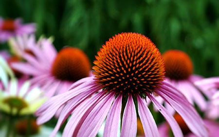 Coneflower - All Summer Blooms