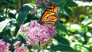 milkweed to attract butterflies to your garden