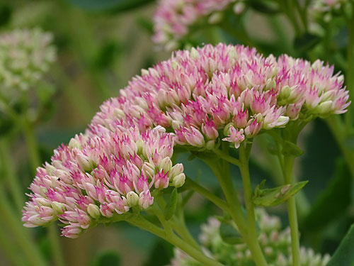 Sedums - Pink Flowers