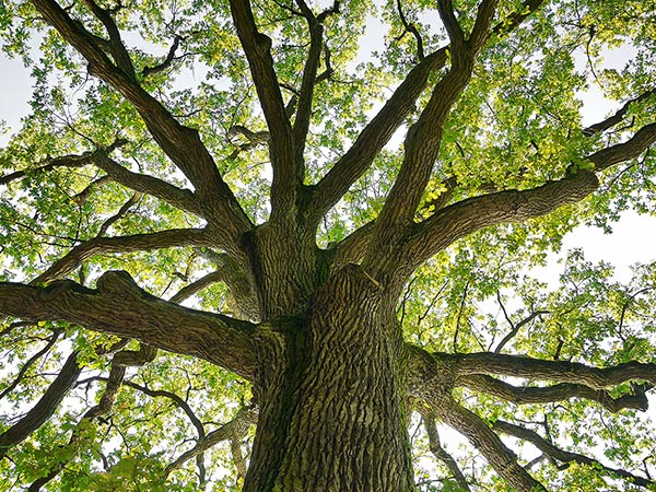 Oak Tree Crown Trimming