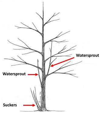 Water Sprouts and Suckers Removal