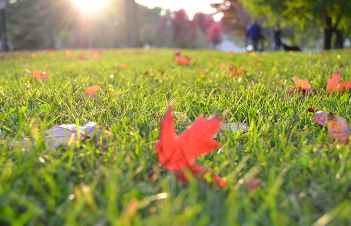 fall lawn maintenance