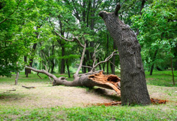 Fallen Tree Removal