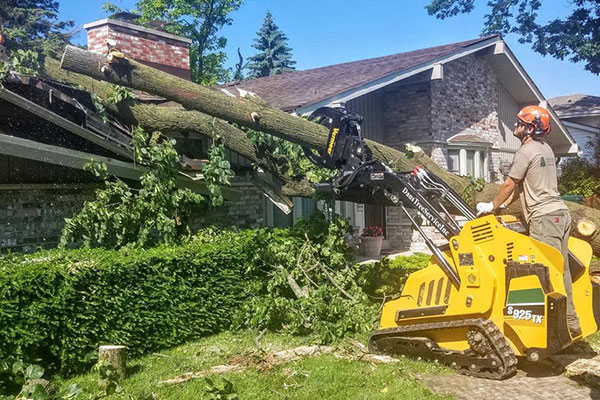 Tree Removal Services