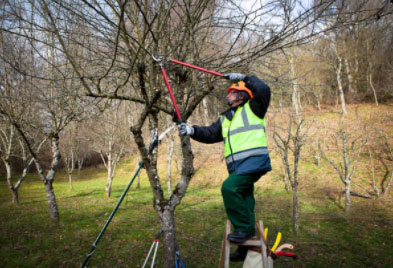 Dormant Pruning