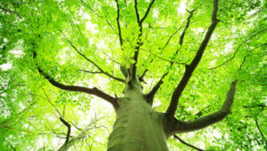 Tree Trimming FAQs