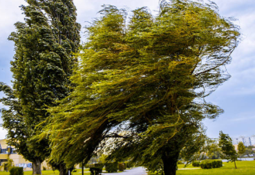 High Winds tree damage